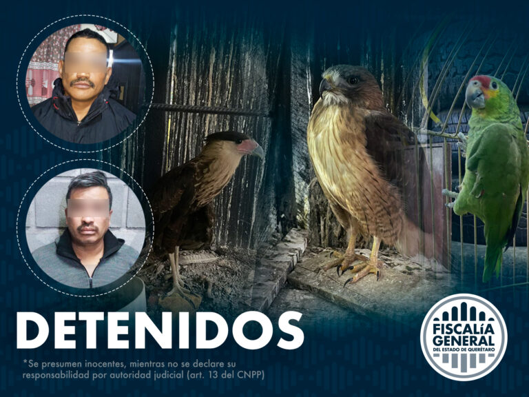 Dos detenidos con dosis de drogas y aves exóticas