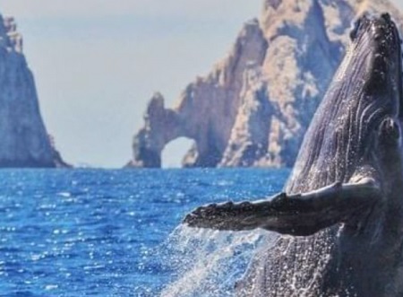 Los Cabos: Un refugio para Ballenas