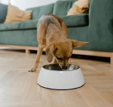 Tendencias modernas que ponen en riesgo el bienestar de tu mascota