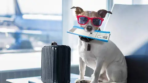 Consejos para viajar con tu perro en Semana Santa