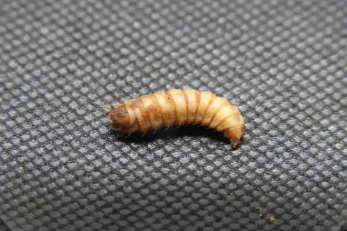 17161D514C43416D171E0F54564947791F1418185443457111121F-1200x800