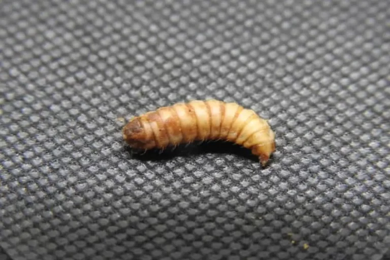 Alerta de salud: brote de miasis en el sureste de México