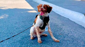 HVE4RUGWNNF3LGBCLHJ3ZEJ7UM Manchas perro agua