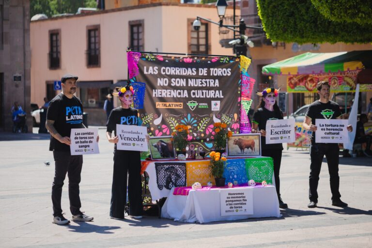 Exigen Quitar la Protección Cultural a la Tauromaquia en Querétaro y Respaldan la «Ley Oli»