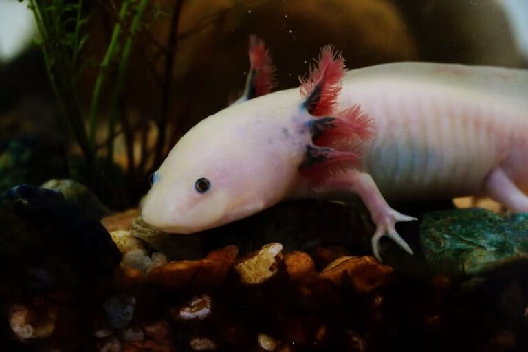 Querétaro celebra el Día Nacional del Ajolote en el Biomuseo Xolotlcalli