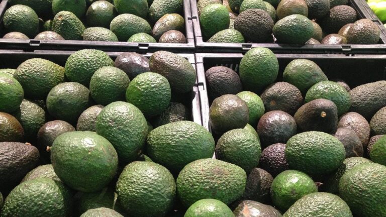 Exportación de aguacate mexicano rompe récord histórico por el Súper Bowl LX