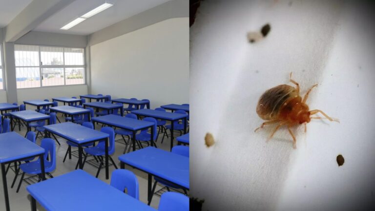USEBEQ confirma plaga de chinches en primaria de Querétaro
