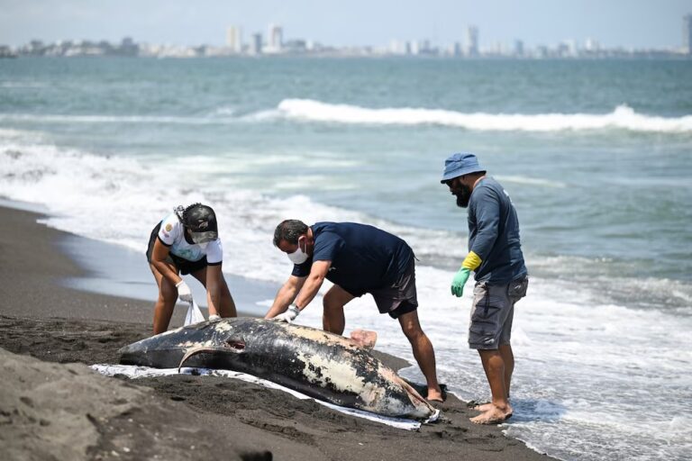 Semarnat reconoce impacto en fauna por derrame en el Golfo; descarta muerte de delfín por crudo