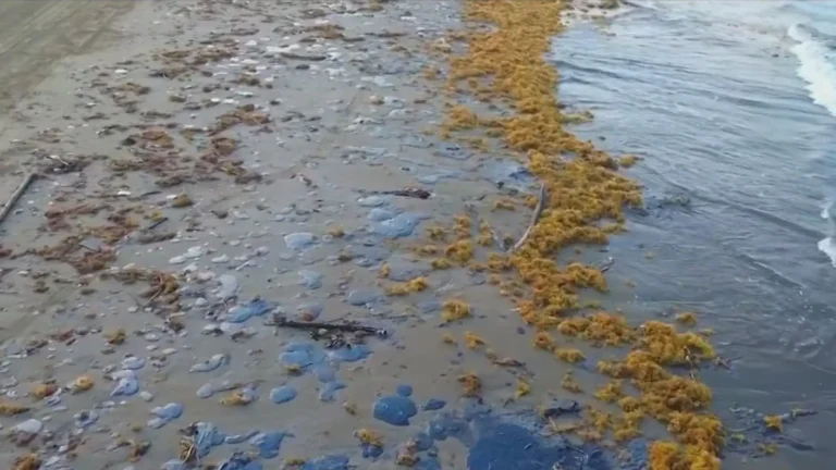 Pemex admite que fuga en ducto causó derrame en el Golfo; cesan a funcionarios por ocultar información