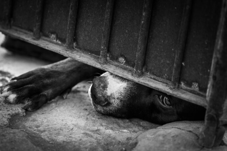 Municipio de Querétaro denuncia actos de crueldad animal ante la Fiscalía