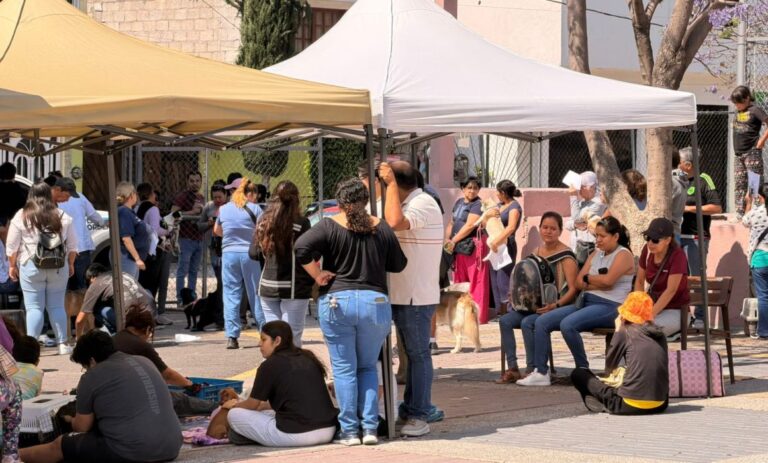 Querétaro lanza programa metropolitano de microchips para mascotas