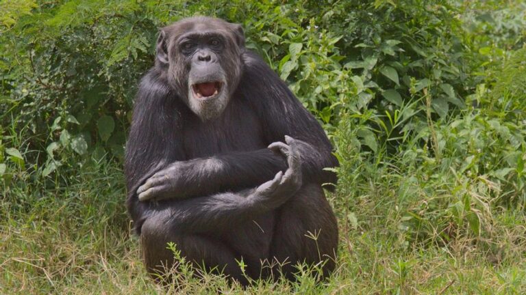 «Ja, ja, ja»: El ritmo de la risa nos une a los grandes simios desde hace 15 millones de años