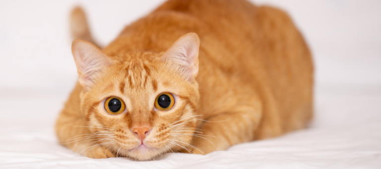 Descubren el gen responsable del característico pelaje de los gatos naranjas
