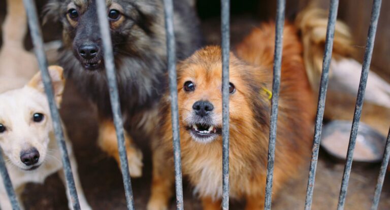Municipio de Querétaro ha sancionado más de 50 casos de maltrato animal