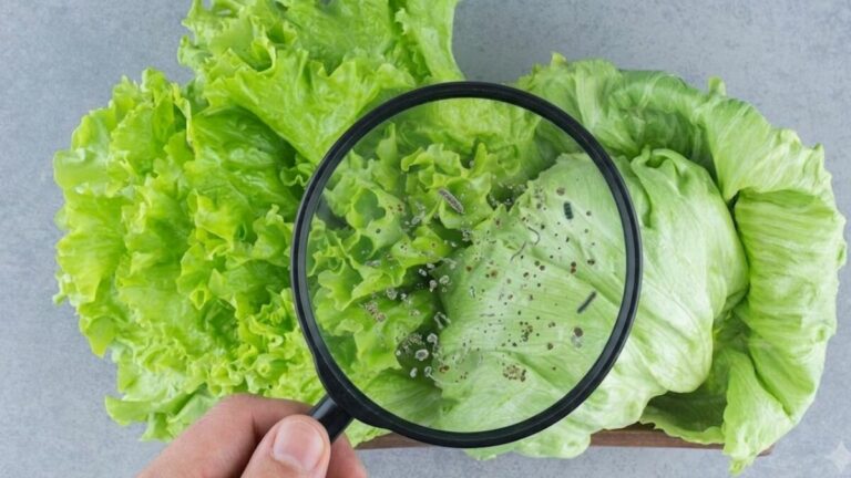 Donald Trump analiza aplicar aranceles a la lechuga mexicana tras alertas sanitarias