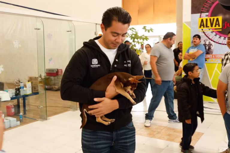 El Municipio de Querétaro aprueba la Comisión de Bienestar Animal y regalará chips de geolocalización para mascotas