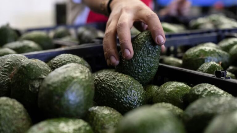 Se reanuda la exportación de aguacate michoacano a EE. UU. tras desplegar más de 1,500 militares en la región