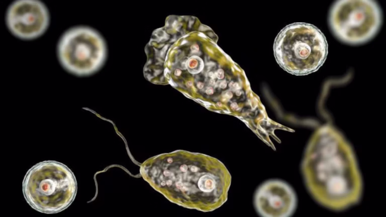Ameba “comecerebros”: identifican síntomas y cierran lago en Mérida tras contagio de Naegleria fowleri