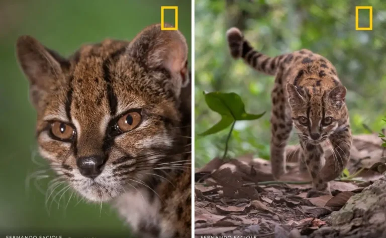 @NatGeo