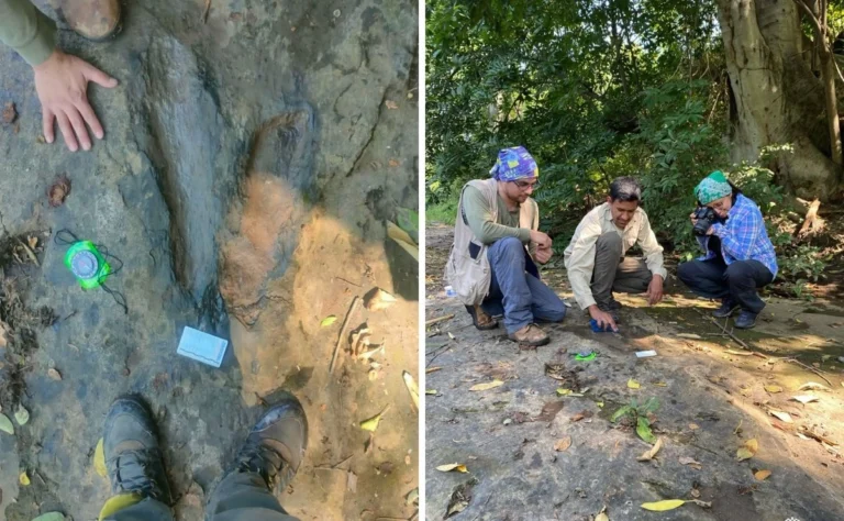 INAH confirma el hallazgo de 50 huellas de dinosaurios en Apatzingán, Michoacán
